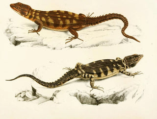 Cordyle with small scales - Sir Andrew Smith — artwork view