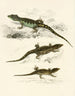 Cordylus microlepidotus male female juvenile - Sir Andrew Smith — artwork view