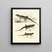 Cordylus microlepidotus male female juvenile - Sir Andrew Smith — framed artwork on a wall