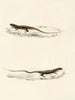 Eremias burchellii Eremias capensis - Sir Andrew Smith — artwork view