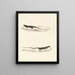 Eremias burchellii Eremias capensis - Sir Andrew Smith — framed artwork on a wall