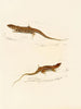 Eremias knoxii Eremias lineo-ocellata - Sir Andrew Smith — artwork view