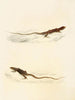 Eremias laticeps Eremias lugubris - Sir Andrew Smith — artwork view