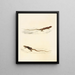 Eremias laticeps Eremias lugubris - Sir Andrew Smith — framed artwork on a wall