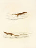 Eremias undata Eremias namaquensis - Sir Andrew Smith — artwork view