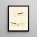Eremias undata Eremias namaquensis - Sir Andrew Smith — framed artwork on a wall