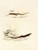 Gerrhosaurus sepiformis Gerrhosaurus subtessellatus - Sir Andrew Smith — artwork view