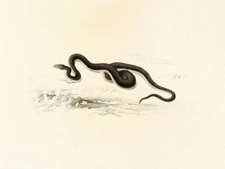 Lycodon capensis - Sir Andrew Smith — artwork view