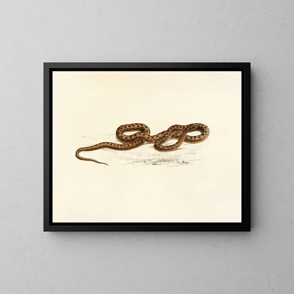 Lycodon guttatus painting - Sir Andrew Smith — framed artwork on a wall