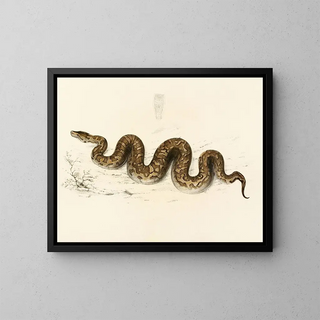 Python natalensis - Sir Andrew Smith — framed artwork on a wall