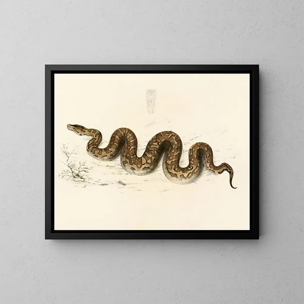 Python natalensis - Sir Andrew Smith — framed artwork on a wall