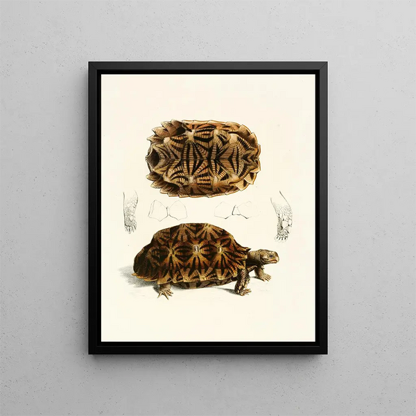 Semi-serrated turtle painting - Sir Andrew Smith — framed artwork on a wall