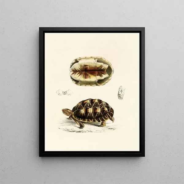Tortue Verroxii - Sir Andrew Smith — framed artwork on a wall