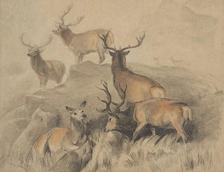 Certains des plus beaux cerfs de la forêt - Sir Edwin Henry Landseer — artwork view