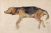 Study of a Reclining Dog - Sir Edwin Henry Landseer — artwork view