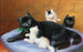 Family of Cats - Sophie Sperlich — artwork view