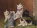 Cats - Sophie Sperlich — artwork view