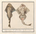 Squatina of violet from the Rhinobatidae family - Anselmus Botius de Boodt — artwork view