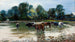 Cows wading in the river - Stanisław Masłowski — artwork view