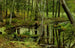 Forest Wildness Painting - Stanisław Witkiewicz — artwork view