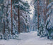 a Snowy Path in the Forest - Stanislav Yulianovich Zhukovsky — artwork view