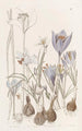 Autumn Crocus Painting - Sydenham Edwards — artwork view
