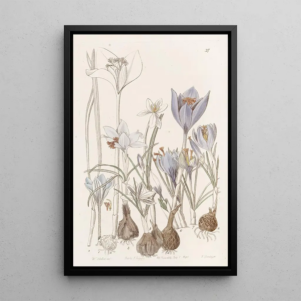 Autumn Crocus Painting - Sydenham Edwards — framed artwork on a wall