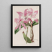 Laelia d'automne - Sydenham Edwards — framed artwork on a wall