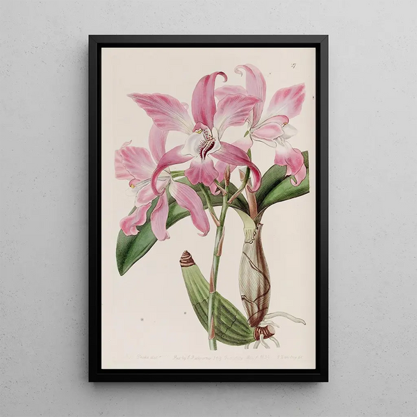 Laelia d'automne - Sydenham Edwards — framed artwork on a wall
