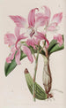 Laelia d'automne - Sydenham Edwards — artwork view