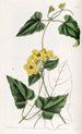 Stigmaphyllon à arêtes - Sydenham Edwards — artwork view
