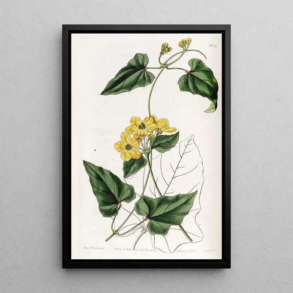 Stigmaphyllon à arêtes - Sydenham Edwards — framed artwork on a wall
