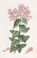 Perilomia basillique - Sydenham Edwards — artwork view