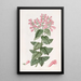 Perilomia basillique - Sydenham Edwards — framed artwork on a wall