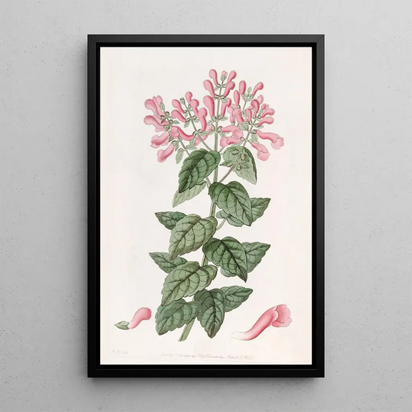 Perilomia basillique - Sydenham Edwards — framed artwork on a wall