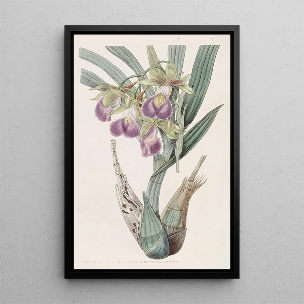 Helmet of Bauer - Sydenham Edwards — framed artwork on a wall