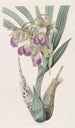 Helmet of Bauer - Sydenham Edwards — artwork view