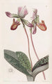 Sabot de Vénus barbu - Sydenham Edwards — artwork view