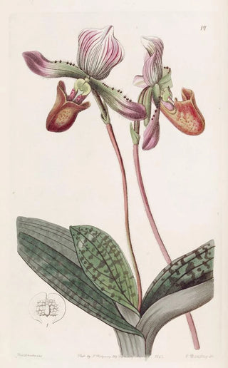Sydenham Edwards - Bearded Ladys Slipper.webp