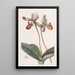 Sabot de Vénus barbu - Sydenham Edwards — framed artwork on a wall