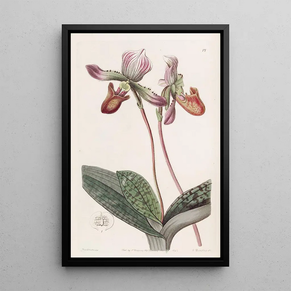 Sabot de Vénus barbu - Sydenham Edwards — framed artwork on a wall