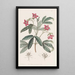Lemonia magnifique - Sydenham Edwards — framed artwork on a wall