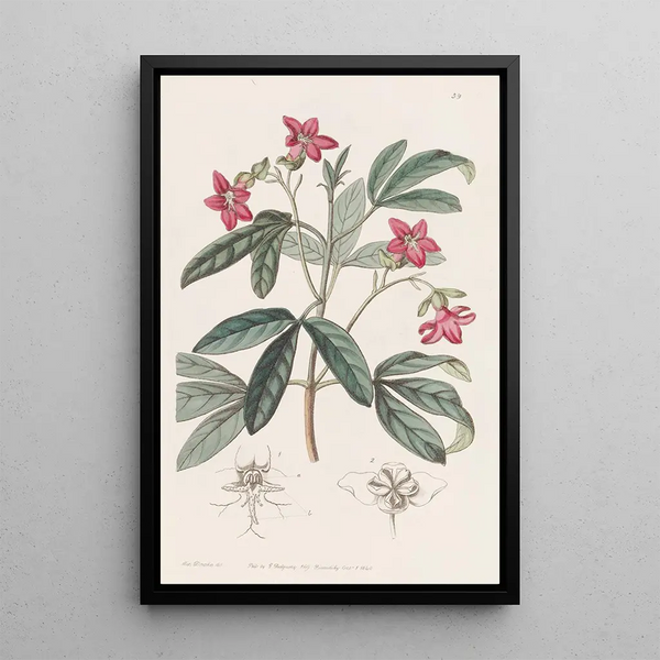 Lemonia magnifique - Sydenham Edwards — framed artwork on a wall