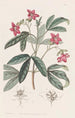 Lemonia magnifique - Sydenham Edwards — artwork view