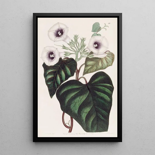 Sweet potato beetroot - Sydenham Edwards — framed artwork on a wall