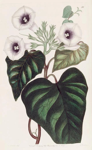 Sydenham Edwards - Beetrooted Sweet Potatoe.webp