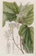 Marlea with begonia leaves - Sydenham Edwards — artwork view