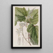 Marlea with begonia leaves - Sydenham Edwards — framed artwork on a wall