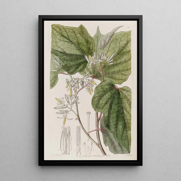 Marlea with begonia leaves - Sydenham Edwards — framed artwork on a wall
