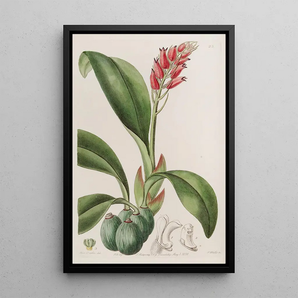 Blood-colored Cryptochilus Painting - Sydenham Edwards — framed artwork on a wall